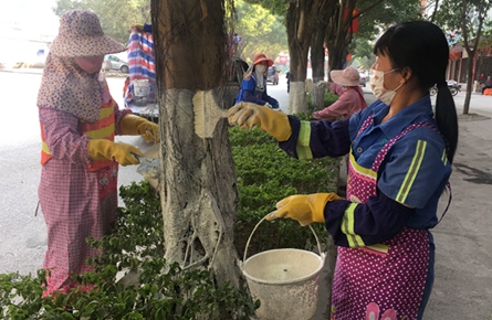 冬季行道樹涂白