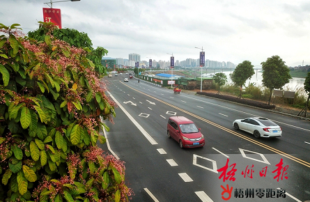 六旺樹(shù)花正艷