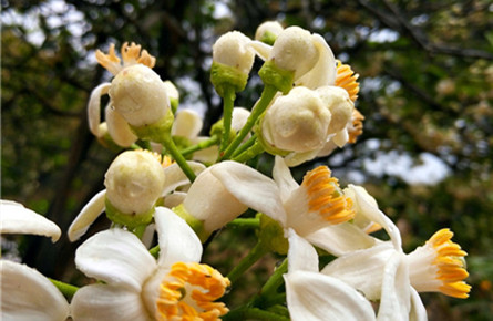 柚子花開香滿園 