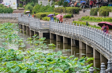 雨中賞荷