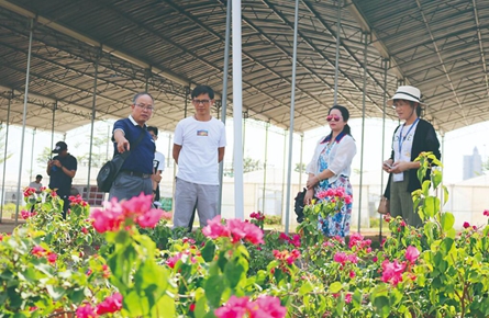 梧州市已擁有寶巾花品種約180個