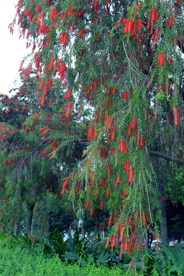 西堤路的植物紅千層開(kāi)花了。